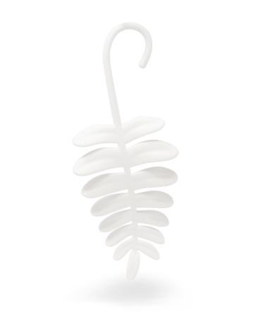 Fern | White Pine Forest